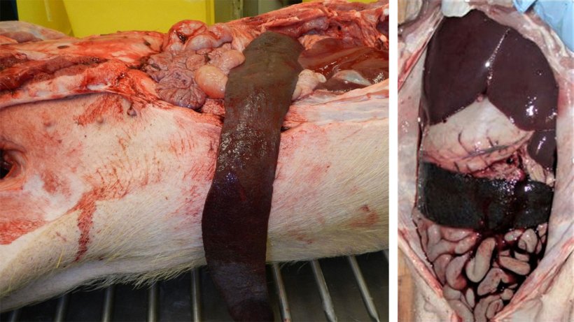 Hình 5. Mổ khám xác heo bị ảnh hưởng, ghi nhận gan và lá lách to rõ rệt